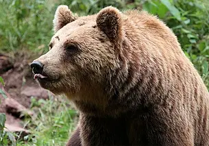 Возле деревень на Брестчине и Гродненщине заметили медведей