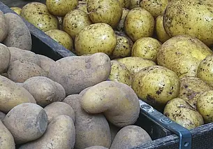 Торговые сети и поставщиков обязали обеспечивать наличие в магазинах овощей в межсезонье