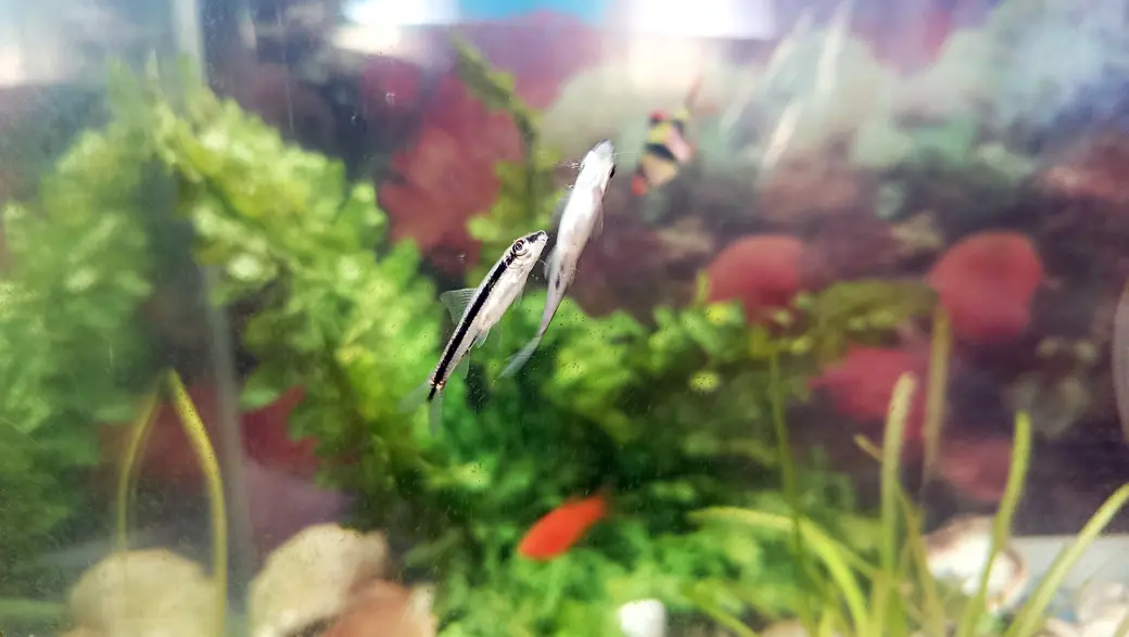 Июнь 2025 года. Глуск. Аквариум у Марины Озимовой. Сиамские водорослееды.