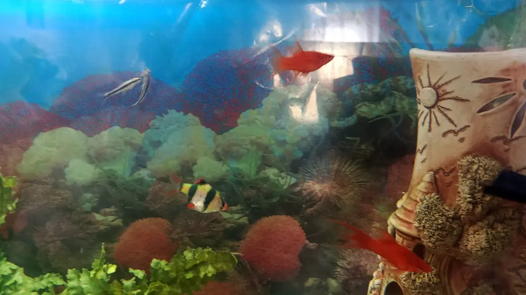 Июнь 2025 года. Глуск. Аквариум у Марины Озимовой. Барбус, вильчатые меченосцы и сиамские водорослееды.