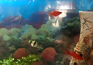 Свое маленькое море дома