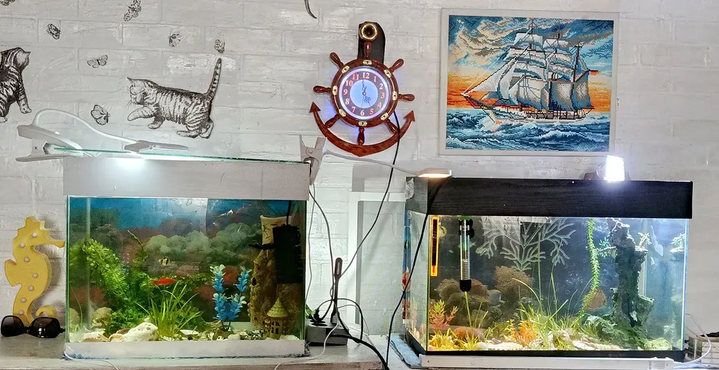 Июнь 2025 года. Глуск. Аквариумы Марины Озимовой.