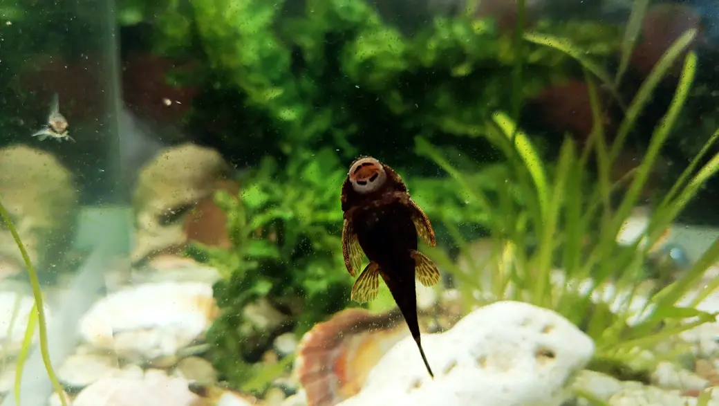 Июнь 2025 года. Глуск. Аквариум у Марины Озимовой. Сомик анциструс (позировал животиком к камере).