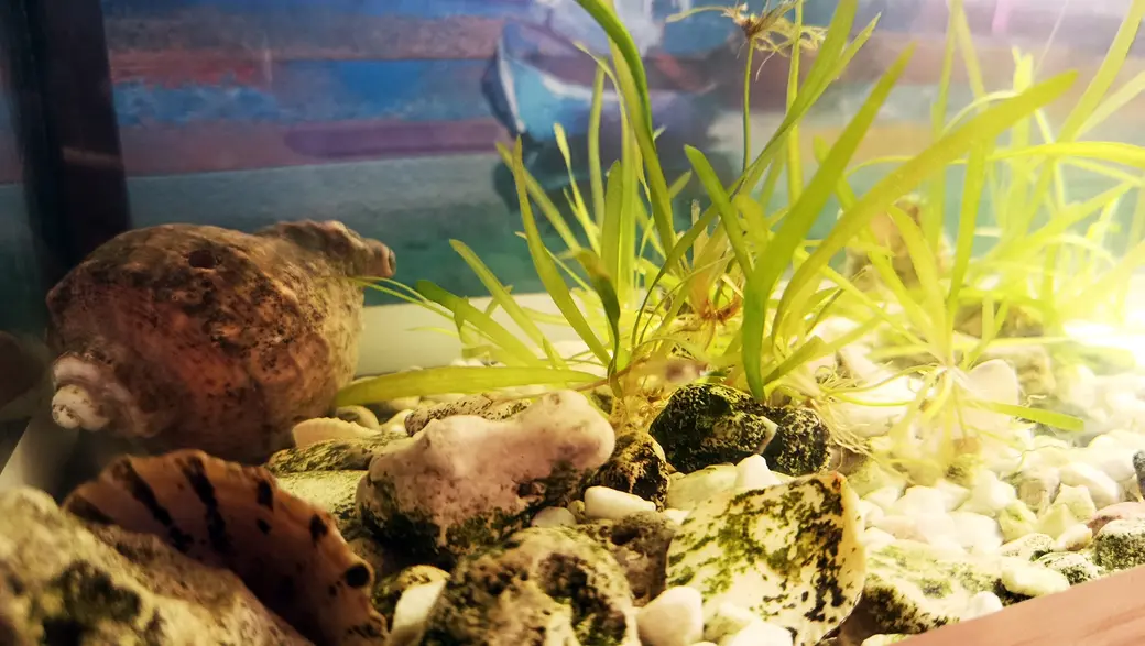 Июнь 2025 года. Глуск. Аквариум у Марины Озимовой. Оказывается, водоросли тоже необходимо пропалывать.