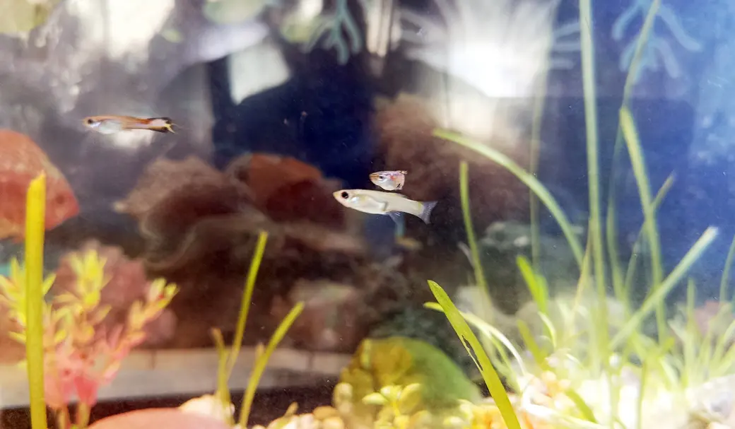 Июнь 2025 года. Глуск. Аквариум у Марины Озимовой. Маленькие, но интересные рыбки гуппи.