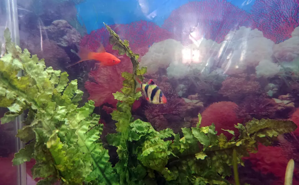 Июнь 2025 года. Глуск. Аквариум у Марины Озимовой. Барбус и меченосец.