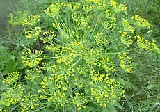 Что не растет на одной грядке с укропом?