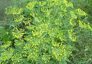 Что не растет на одной грядке с укропом?