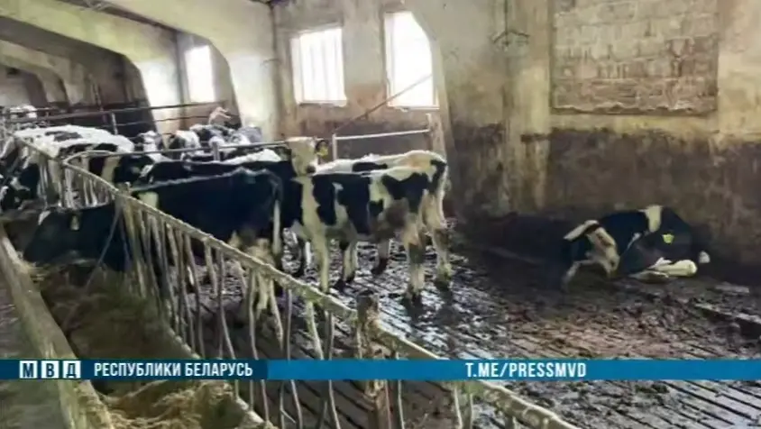 Более 400 голов погибло в Лиозненском районе. Кадр видео МВД.
