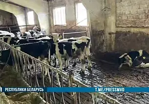 Падеж скота на Витебщине: более 400 голов погибло в Лиозненском районе