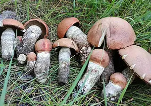 10-литровая корзинка грибов. Бобруйчане снова удивляют своими трофеями