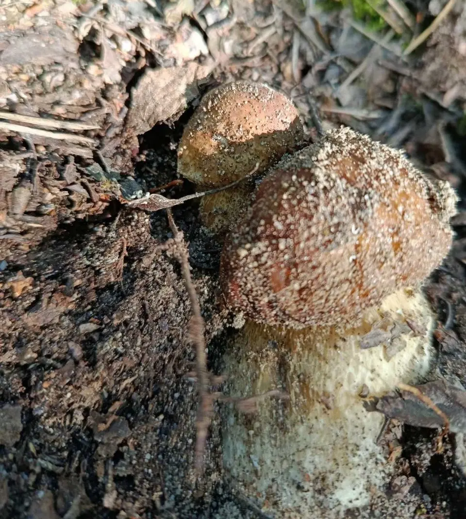 16.06.2025 г. Трофеи бобруйчанки Антонины Соколовой.