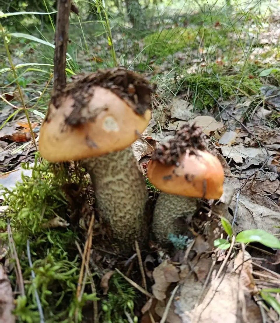 16.06.2025 г. Трофеи бобруйчанки Антонины Соколовой.