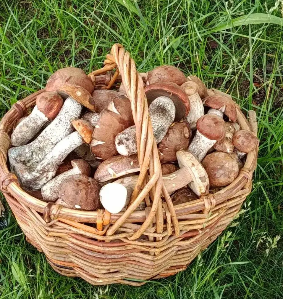 16.06.2025 г. Трофеи бобруйчанки Антонины Соколовой.