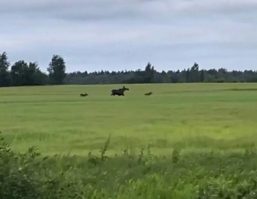 17 июня 2025 года. Трое лосей бегут по полю недалеко от трассы в райне Сычково. Кадр видео.