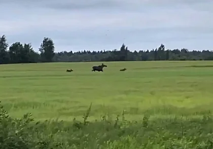 Один погиб, троих прогнали. И снова лоси в Бобруйске