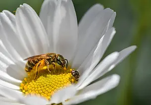 Кратковременные дожди и до 21 градуса тепла: какой будет погода в Могилеве 19 июня