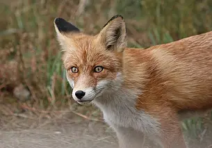В Пинском районе бешеная лиса напала на собаку. В деревне ввели карантин