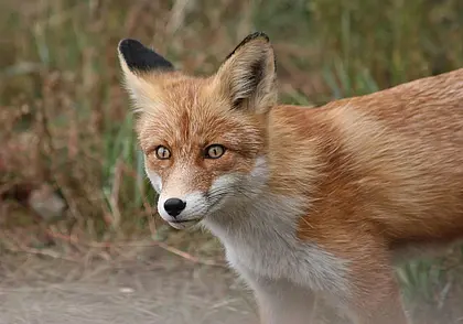 В Пинском районе бешеная лиса напала на собаку. В деревне ввели карантин