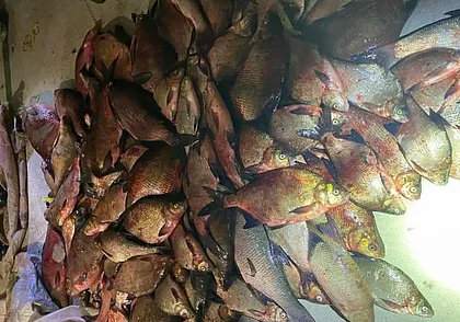 Операция «Нерест» на Могилевщине: изъято 20 километров сетей, возбуждено три уголовных дела