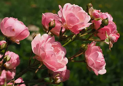 Как ухаживать за розами, чтобы цвели долго и пышно