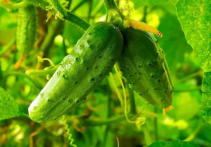 Как не допустить горечи в огурцах?