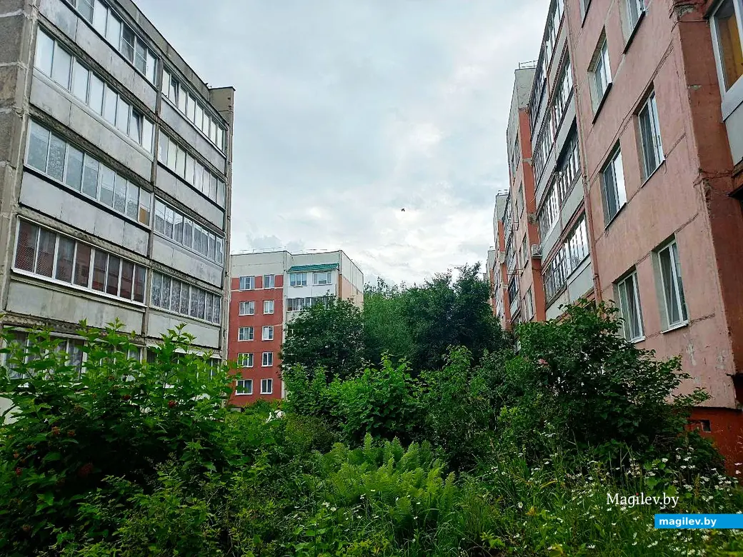 20.06.2025, Могилев, микрорайон Казимировка.