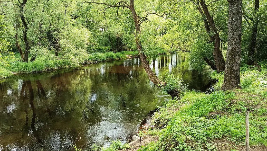 Июнь 2025 года. Река Птичь у дачного поселка «Глусская Росинка».