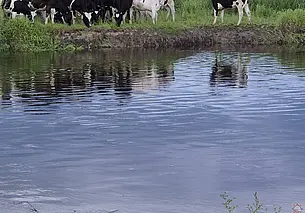 36-летний пастух утонул в Климовичском районе в реке Остер