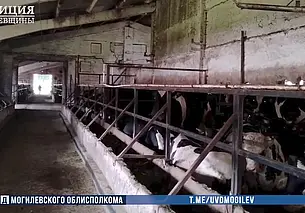 В Кричевском районе на комплексе по откорму КРС недосчитались 59 коров