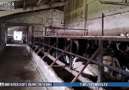 В Кричевском районе на комплексе по откорму КРС недосчитались 59 коров