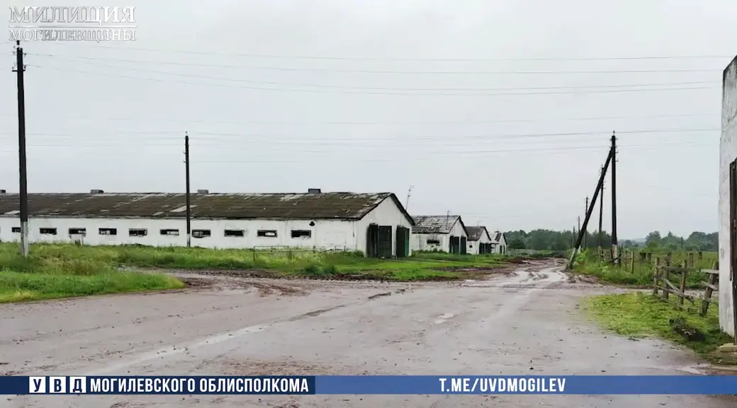 В Кричевском районе на комплексе по откорму КРС недосчитались 59 коров