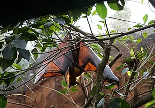 Китайские ученые нашли у летучих мышей новые смертельно опасные вирусы