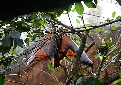 Китайские ученые нашли у летучих мышей новые смертельно опасные вирусы