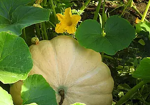 Почему нежелательно кабачки и тыкву выращивать рядом? Рассказываем