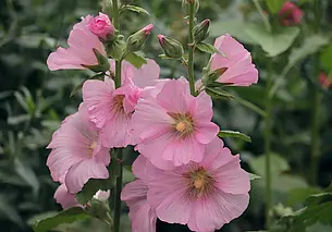 Почему мальва вновь становится королевой дачного участка? Рассказываем