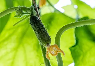 Огурцы завязались, но не растут. Почему?