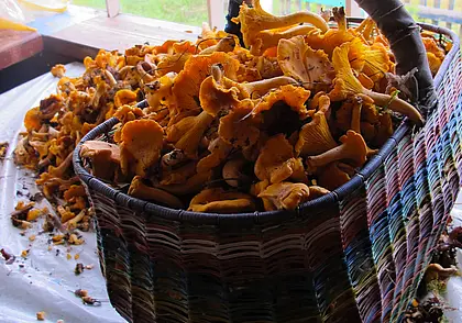 Цена упала в 2,5 раза: за один поход в лес за лисичками заработали 90 рублей