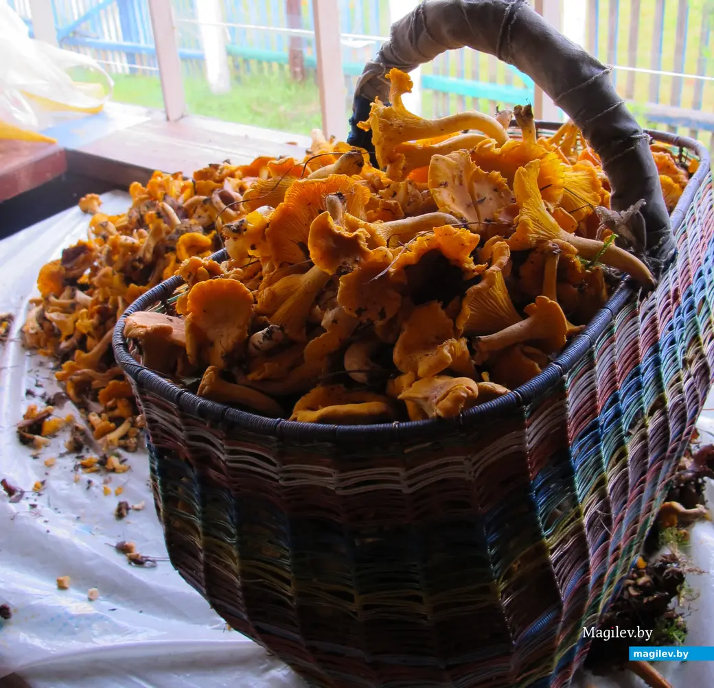 Грибы лисички. Могилевская область.