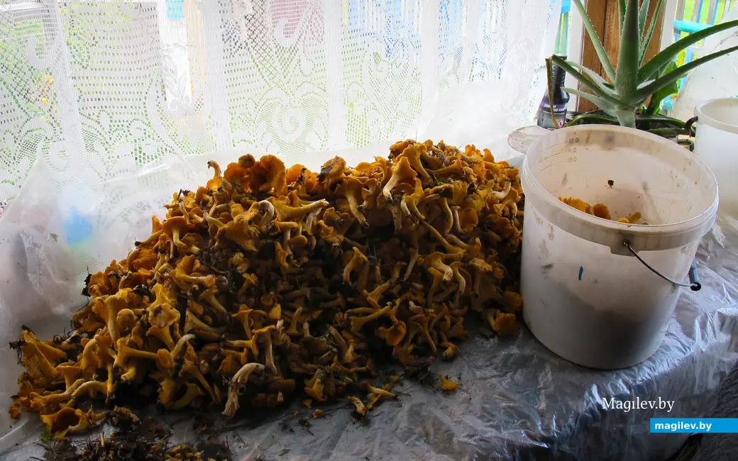 Грибы лисички. Могилевская область.