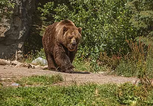 С 1 июля в Беларуси открывается охота на медведя: она была запрещена более 30 лет