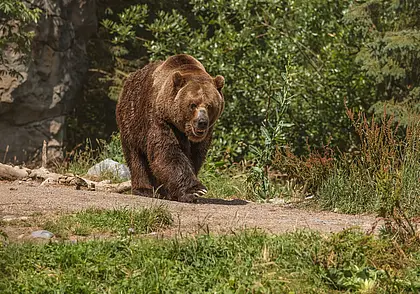 В БООР прошел второй розыгрыш права охоты на медведя: было подано более 190 заявок