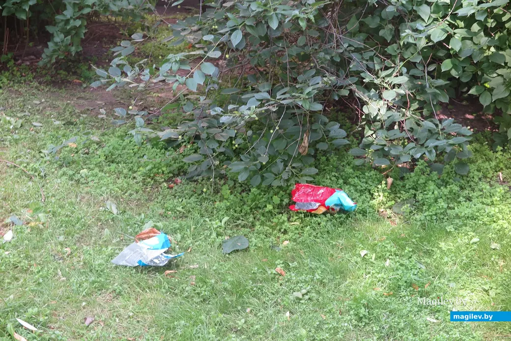 1.07.2025 г. Могилев. Дворовая территория.