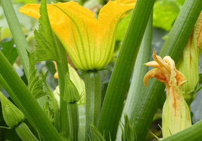 Кабачки притормозили рост? Разбираемся почему