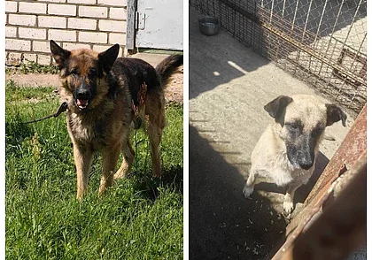 Им осталось жить несколько дней