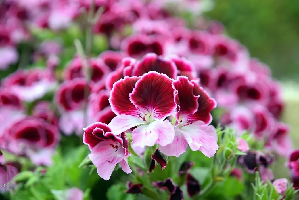 Пеларгония. Фото pixabay.com.