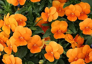 Цветы для кашпо, которые простят забывчивость в уходе