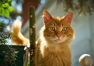 Могилевские спасатели помогли котенку выбраться из западни (видео)