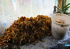 Сезон сбора грибов и ягод: как легально продавать дары леса
