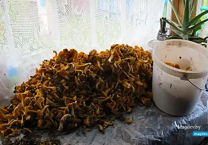 Сезон сбора грибов и ягод: как легально продавать дары леса